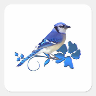 Sticker Carré Oiseau de geai bleu