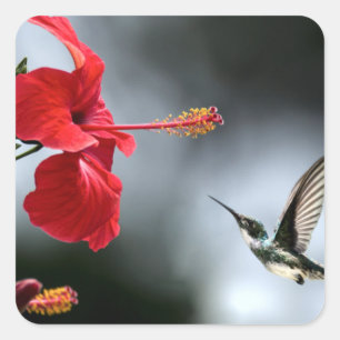 Sticker Carré Oiseau de Humming et Fleur Rouge