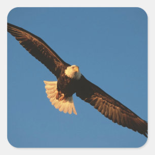 Sticker Carré Oiseau de proie, aigle à tête blanche en vol, Kach