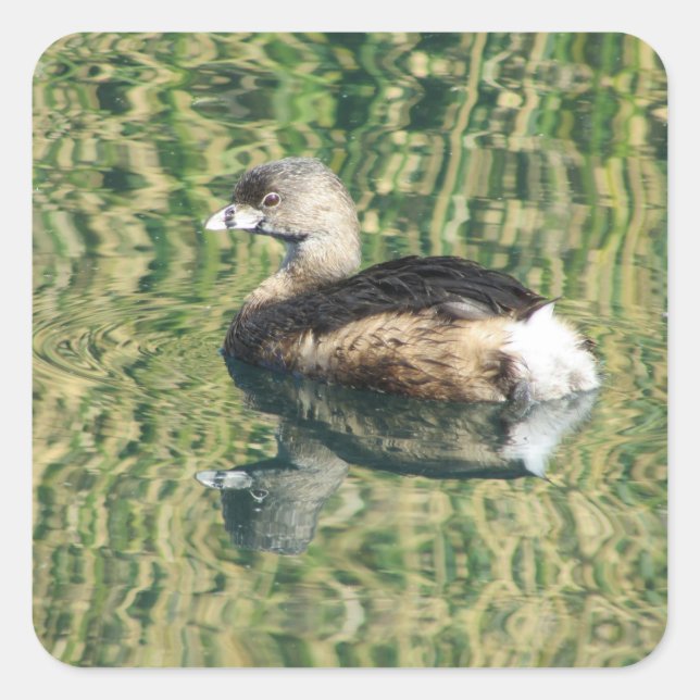 Sticker Carré Oiseau Photo Petite Grebe Réflexion de l'eau Natur (Devant)
