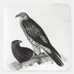 Sticker Carré Oiseaux de proie