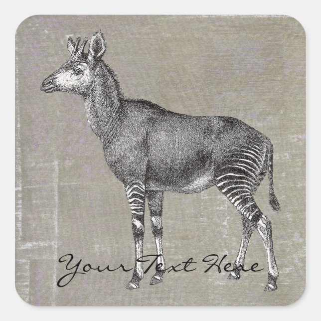 Sticker Carré Okapi vintage (Devant)