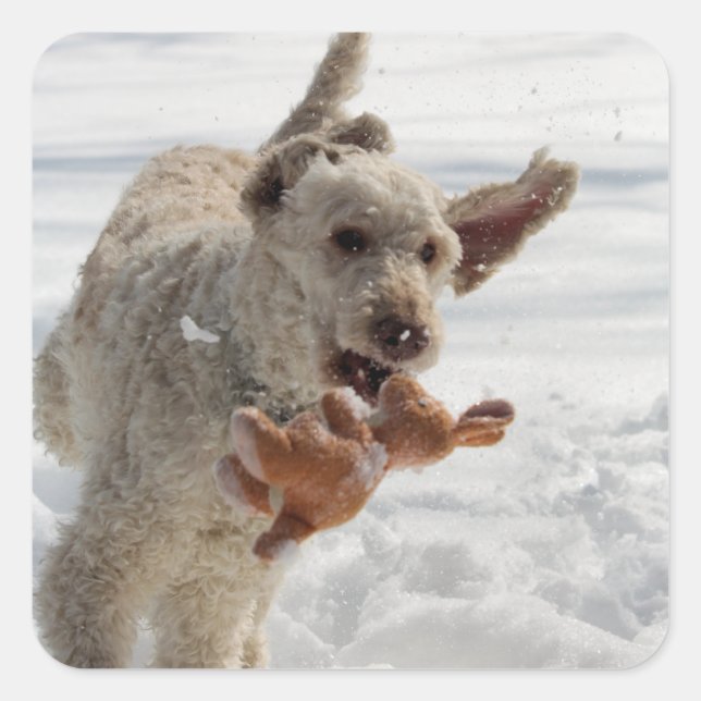 Sticker Carré Ollie (Devant)