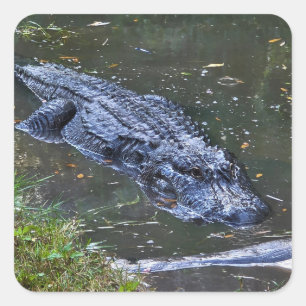 Sticker Carré Ombre dans les Hauts-Fonds