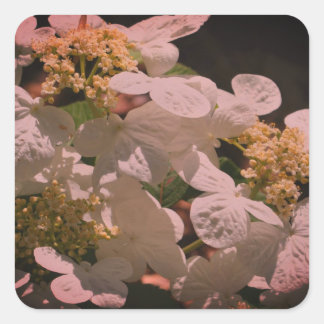 Sticker Carré Ombres Et Lacecap Léger Hydrangea