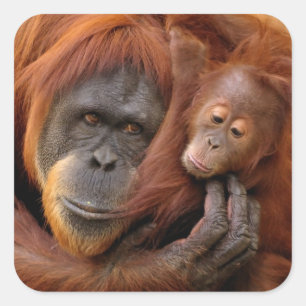 Sticker Carré Orang-outan de mère et de bébé