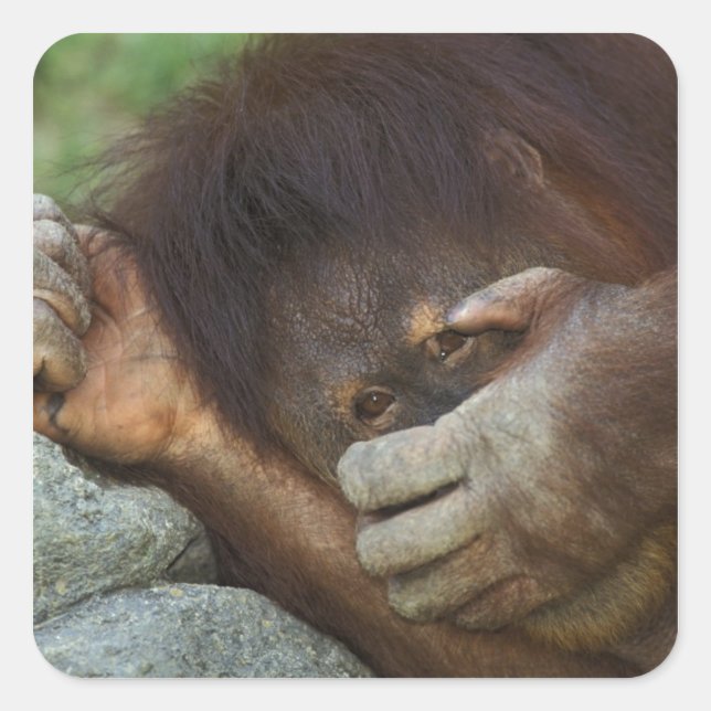 Sticker Carré Orang-outan de Sumatra, Pongo pygmaeus (Devant)