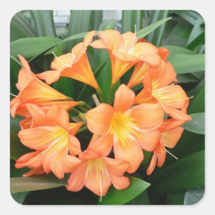 Sticker Carré Orange Bush Lily Flower ou Natal Lily