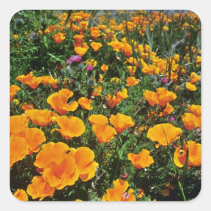 Sticker Carré Orange California Poppies fleurs