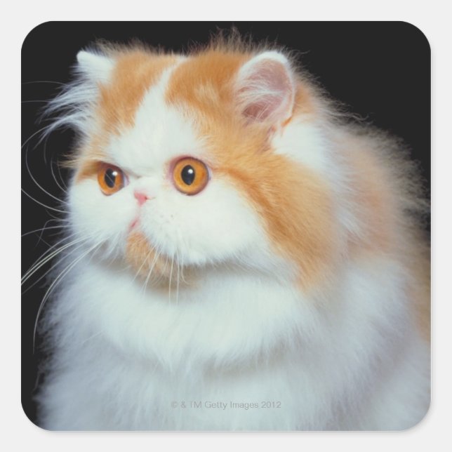 Sticker Carré Orange Eyed et mignon chat (Devant)