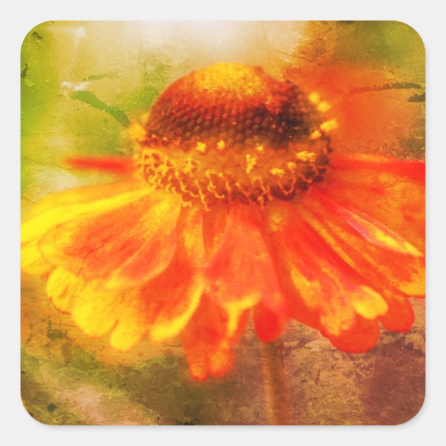 Sticker Carré Orange Jaune Zinnia (Devant)