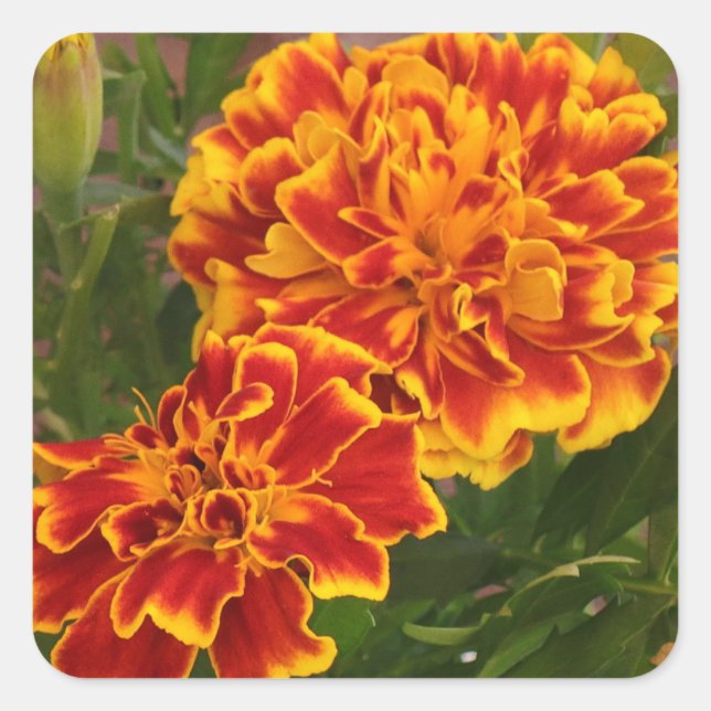 Sticker Carré Orange Marigolds Ftriking Garden Photo (Devant)