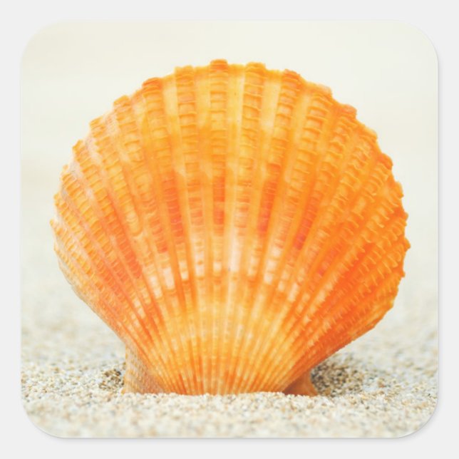 Sticker Carré Orange Scallop Shell Standing Upright In Sand (Devant)