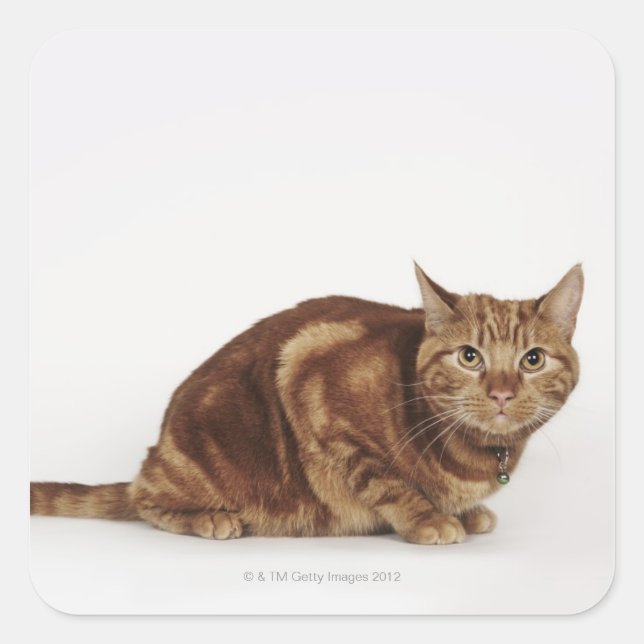 Sticker Carré Orange Tabby (Devant)
