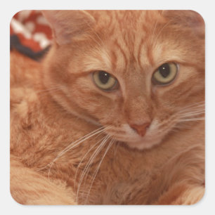 Sticker Carré Orange Tabby