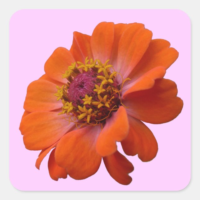 Sticker Carré Orange Zinnia Fleur sauvage Nature Florale (Devant)