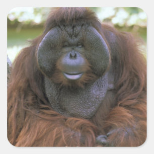 Sticker Carré Orangoutan Pongo Pygmaeus