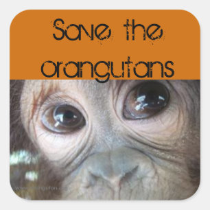 Sticker Carré Orangs-outans d'économie