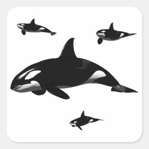 Sticker Carré Orca
