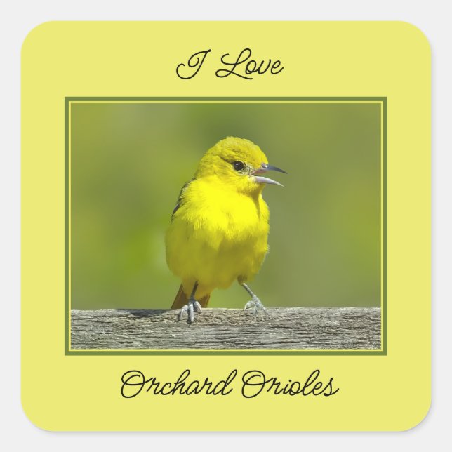 Sticker Carré Orchard Oriole - Photo originale (Devant)