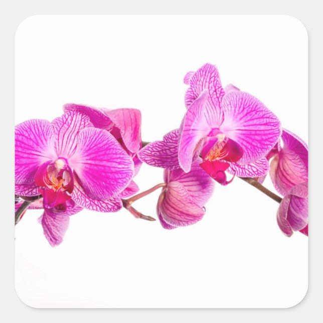 Sticker Carré Orchidée (Devant)