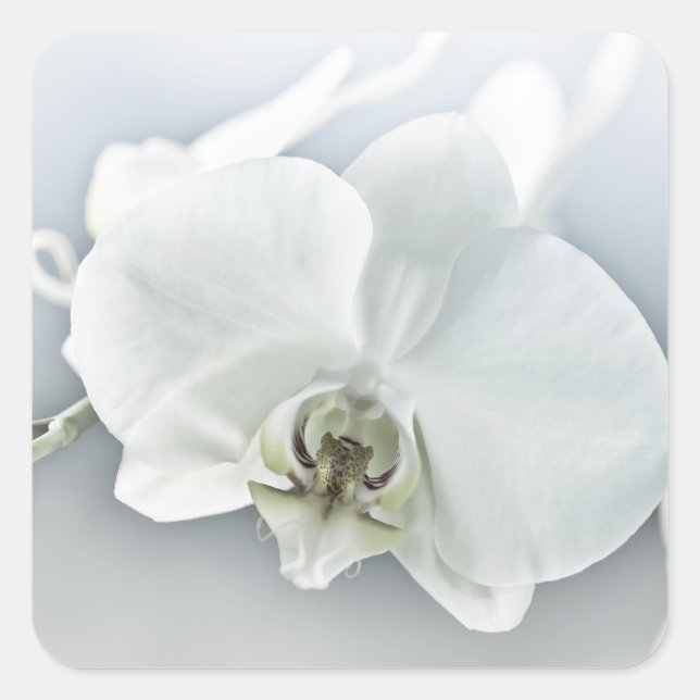 Sticker Carré Orchidée blanche Phalaenopsis (Devant)
