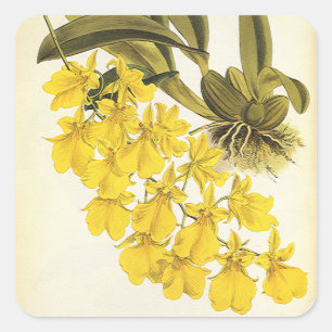 Sticker Carré Orchidée Oncidium jaune vintage, fleurs tropicaux