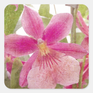 Sticker Carré Orchidée rose