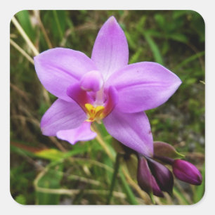 Sticker Carré Orchidée sauvage violette Fleur tropicale