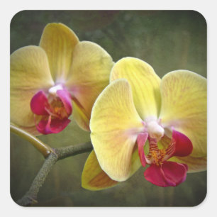 Sticker Carré Orchidées de teigne jaune - Phalaenopsis