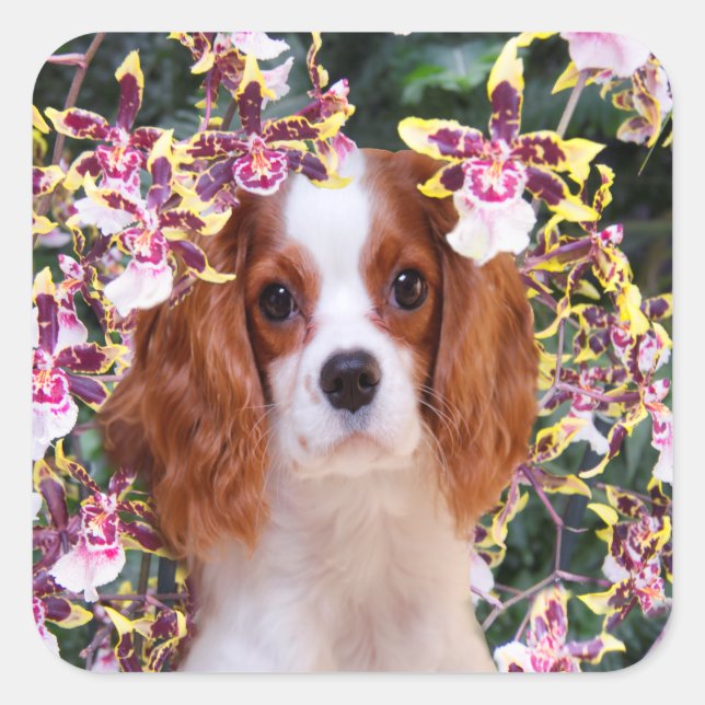 Sticker Carré Orchidées Oncidium Cavalier King Charles Autocolla (Devant)