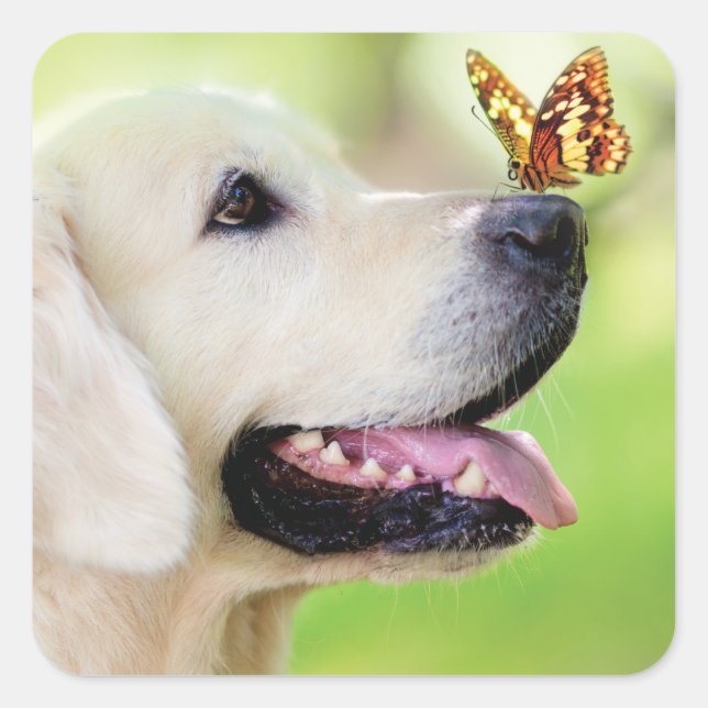 Sticker Carré Oreiller À Lancer Du Labrador Et Du Papillon (Devant)