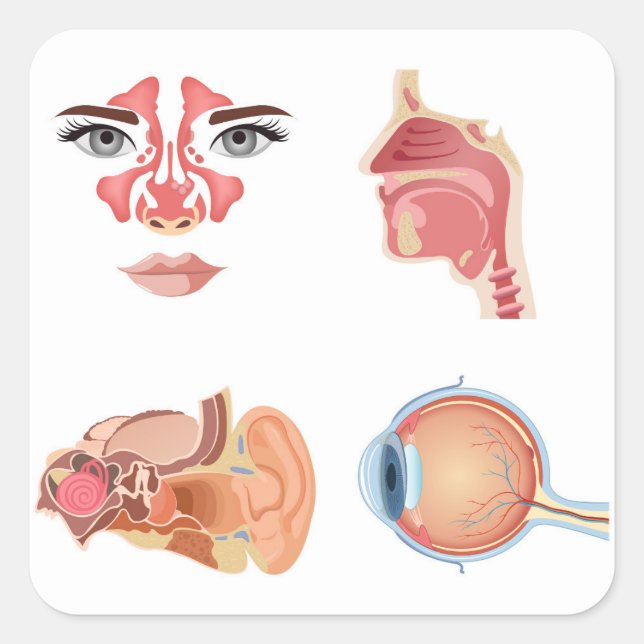 Sticker Carré Organes humains internes (Devant)