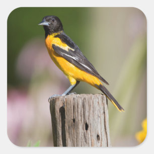 Sticker Carré Oriole de Baltimore femelle dans un jardin fleuri