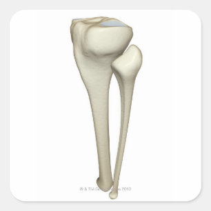 Sticker Carré Os de la jambe 4