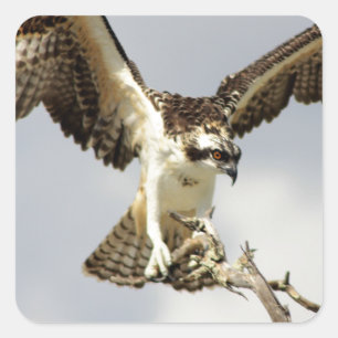Sticker Carré Osprey