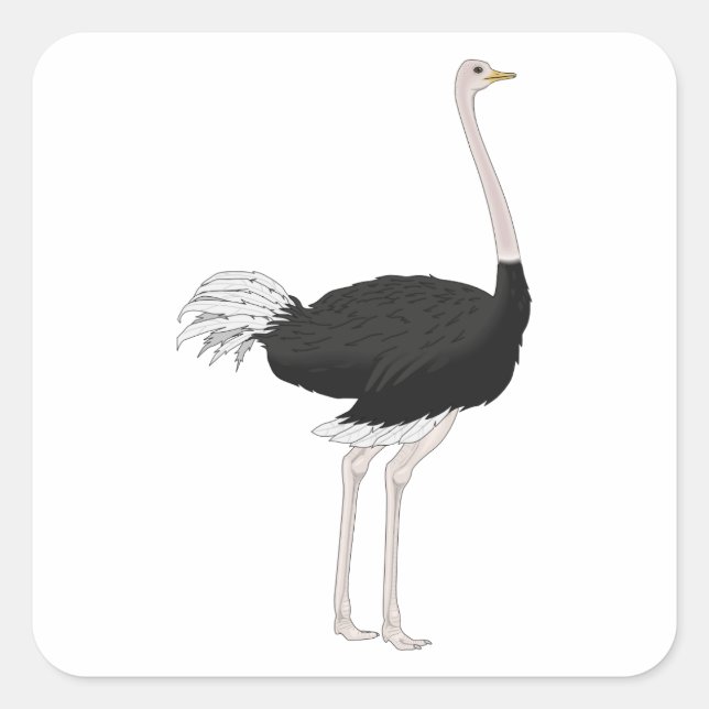 Sticker Carré Ostrich (Devant)