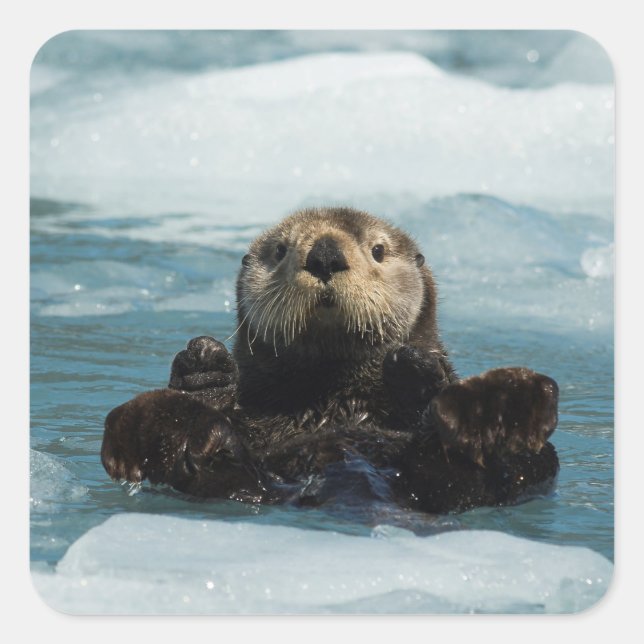 Sticker Carré Otter flottante (Devant)