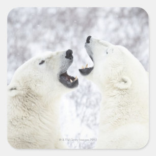 Sticker Carré Ours blancs jouant dans la neige
