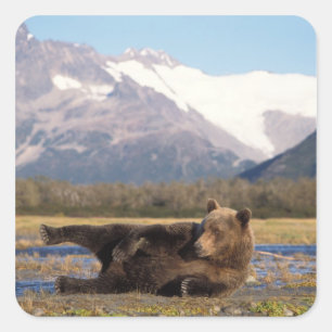 Sticker Carré ours Brown, grizzli s'étirant sur le dos