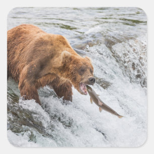 Sticker Carré Ours brun attrape un saumon rouge