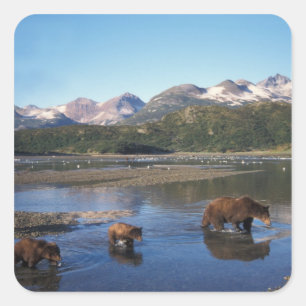 Sticker Carré Ours brun, grizzly, truie et oursons dans