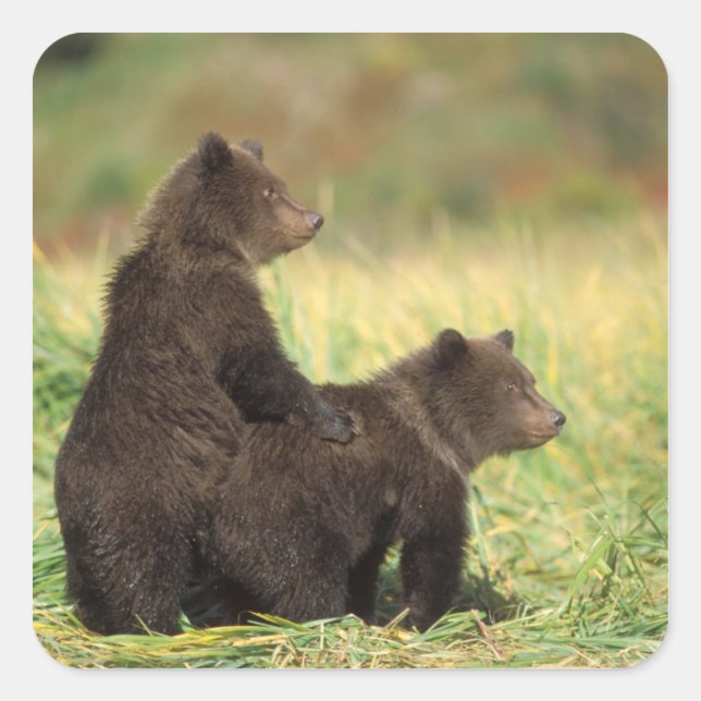 Sticker Carré ours brun, Ursus arctos, grizzli, Ursus 2 (Devant)