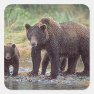Sticker Carré ours brun, Ursus arctos, grizzly, Ursus 3