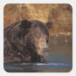 Sticker Carré ours brun, Ursus arctos, grizzly, Ursus 5