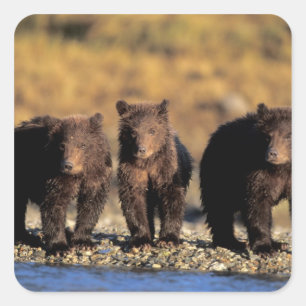 Sticker Carré Ours grizzly, ours brun, oursons, Katmai National