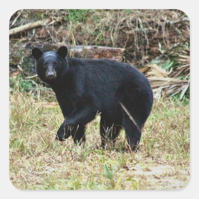 Sticker Carré Ours noir de Floride (Devant)