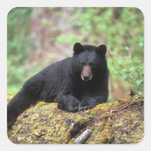 Sticker Carré Ours noir sur une bille de vieille forêt dans la