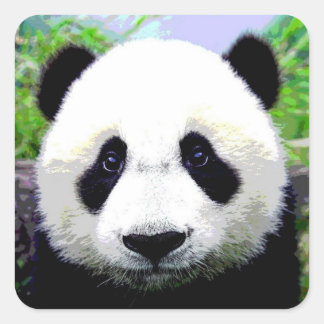 Sticker Carré Ours Panda