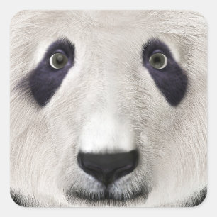 Sticker Carré Ours Panda